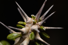 G6A0148